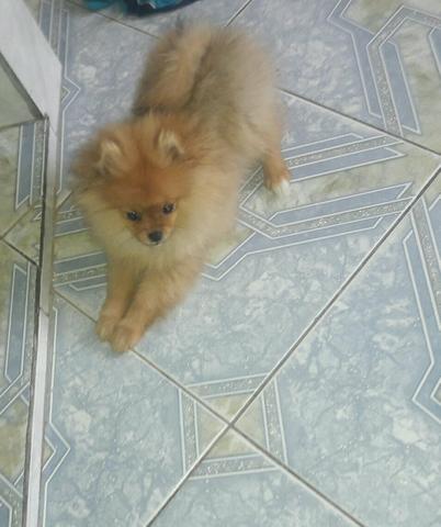 Lulu da Pomerânia