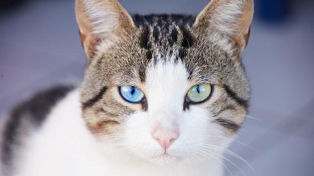 Quero adotar ou comprar um gato com a cor dos olhos diferentes (heterocromia)