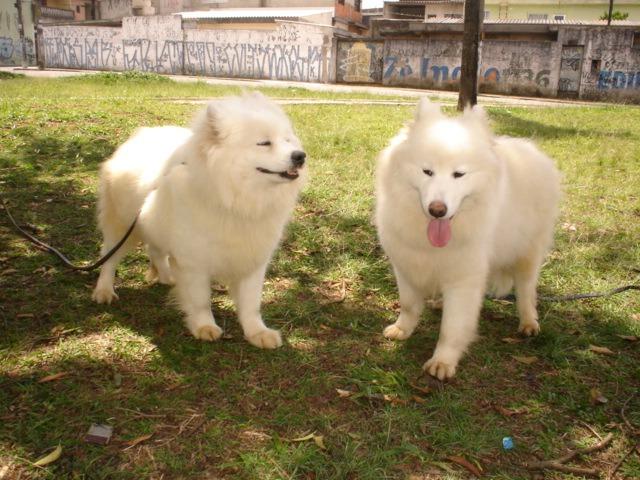 Samoieda show macho para acasalamento