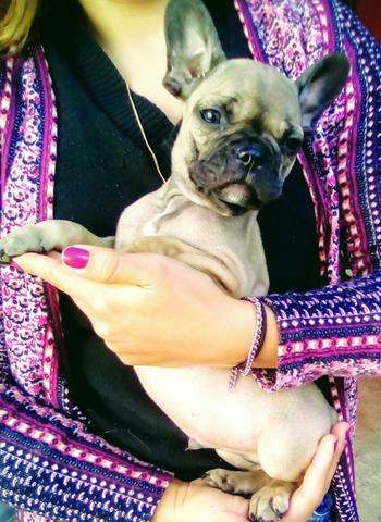 Bulldog Francês