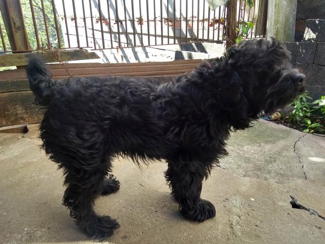 Estou doando esse cachorro