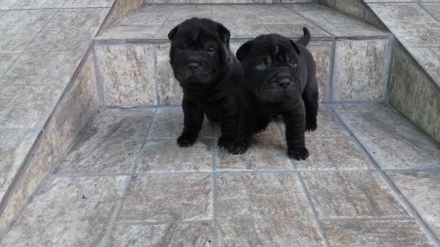 Shar Pei