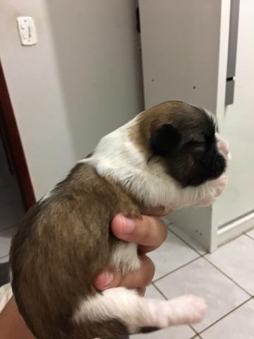 Shih tzu macho tricolor