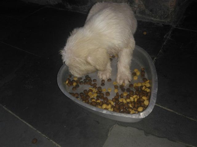 Cachorros raça Poodle