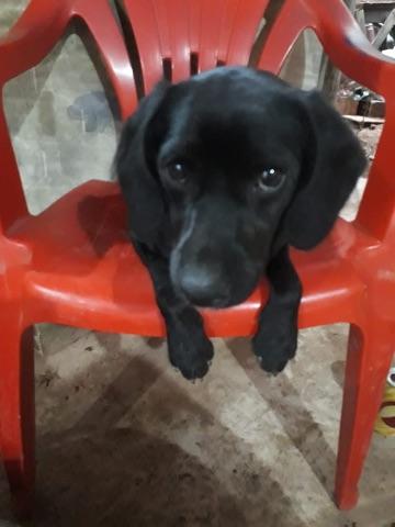 Doação de cachorrinho urgenteeee