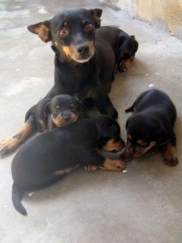 Pinscher