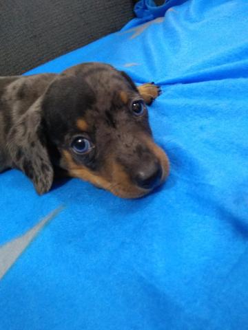 Vende se Basset arlequim Machos