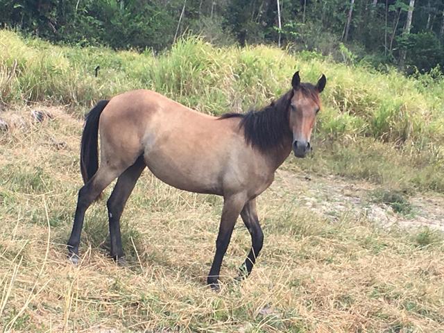 Vendo égua potra 1ano e 3 meses de vida