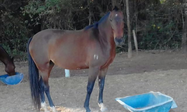 Égua mangalarga marchador