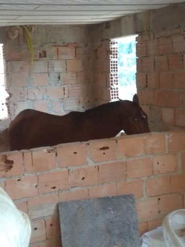 Cavalo