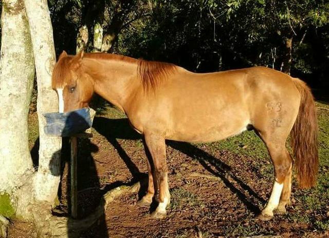Cavalo Crioulo