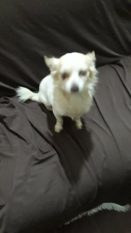 Chihuahua pelo longo fêmea 1 ano