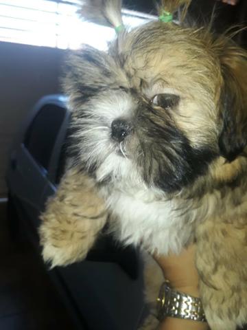 Shih tzu machinho