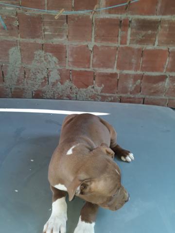 Sou de caruaru vendo esse pitbull