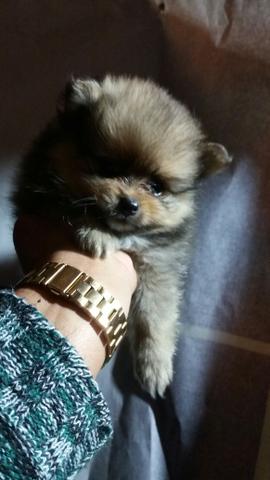 Spiitz alemão macho 