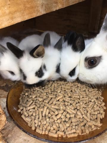 Coelhinhos Mini Lion