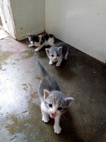 Doação de gatinhos