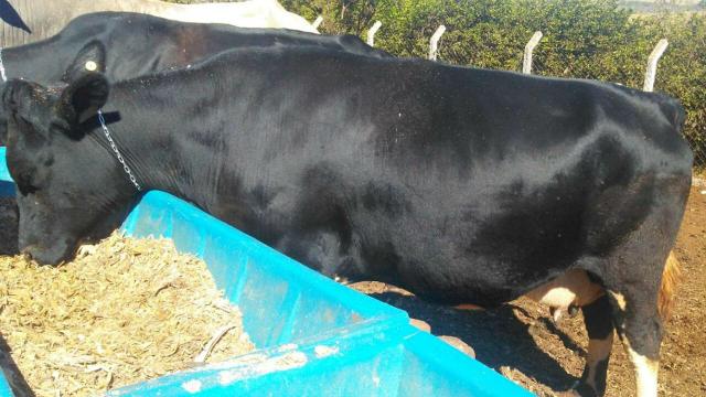 Vendo 5 vacas e um Boi