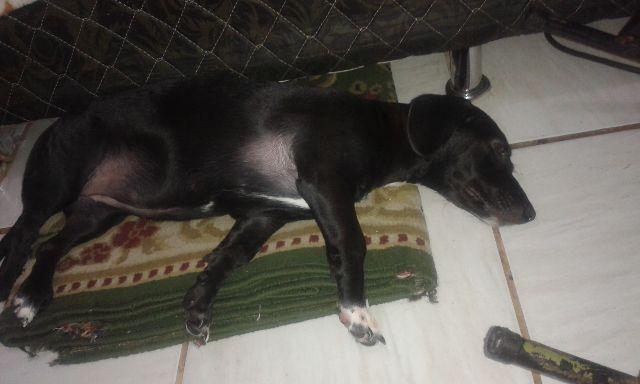 Estou doando o meu dog