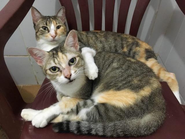 Maya e Daya, gatas para adoção!