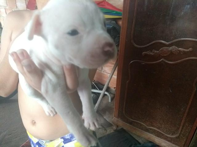 Pitbull Red Nose top