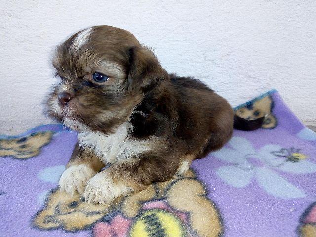 Shih Tzu