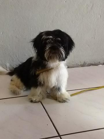 Shih tzu macho lindo