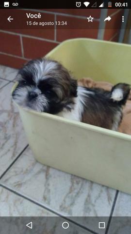 Shihtzu machinho