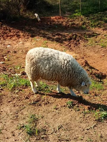 Vendo ovelha