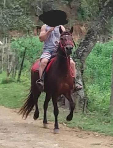 Cavalo Mangalarga Machador