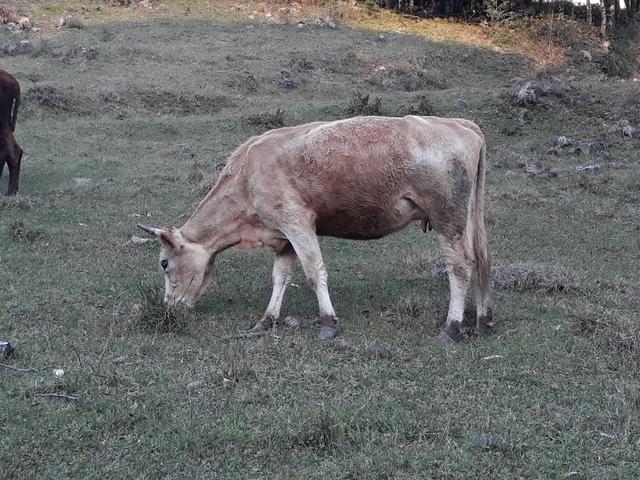 Vaca