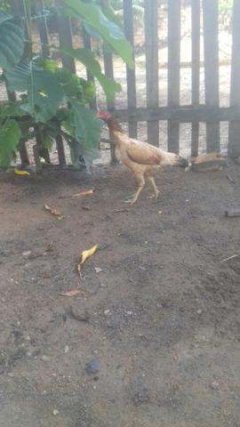 Vende-se uma galinha carioca com espora