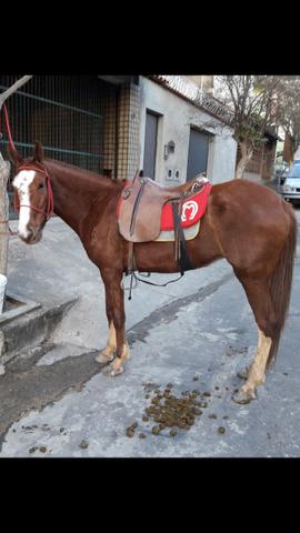 Égua Manga Larga top