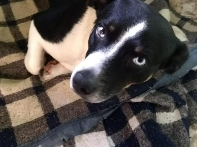 Cachorro mestiço para doação