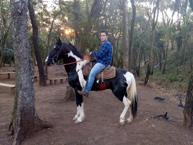 Cavalo Garanhão Pampa de Preto Marchador