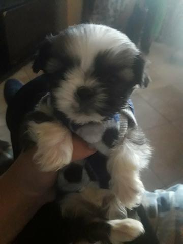 Lhasa puro com 50 dias