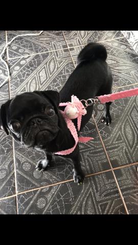 Pug