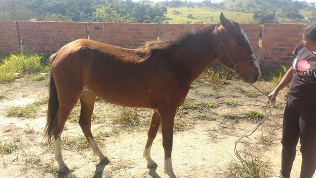 Troco potra por moto ou egua