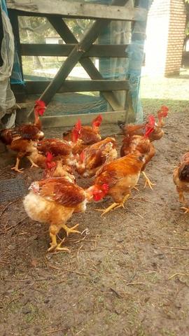 Vendo fango de capoeira