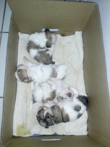 Cachorrinhos da raça shih tzu