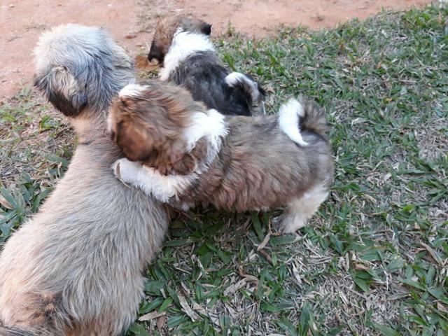 Cachorro da raça shitz suh