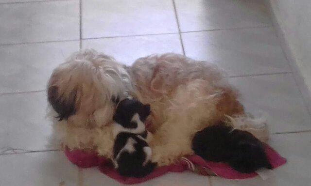 Vende casal (2) shih tzu