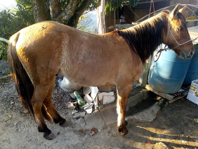 Vendo Cavalo