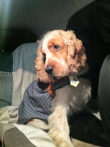 Cocker Spaniel Inglês