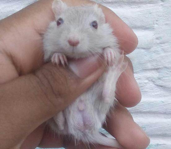 Doação Gerbil