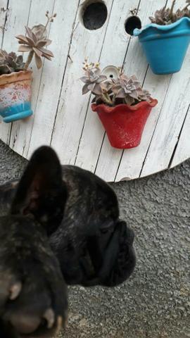 Linda fêmea tigrada