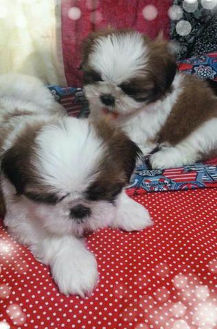 Shihtzu femea