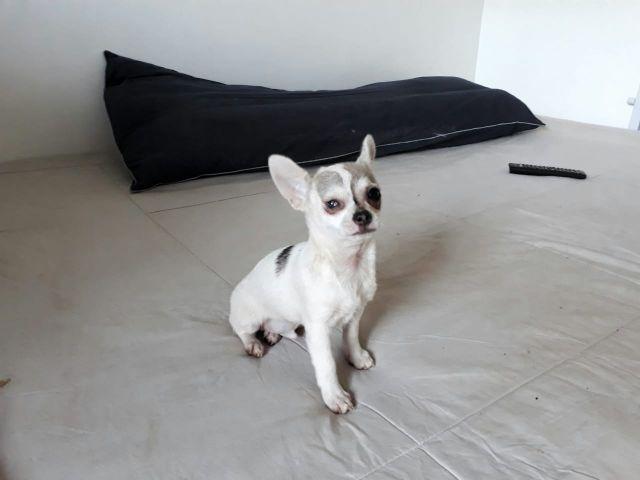 Chihuahua pelo curto