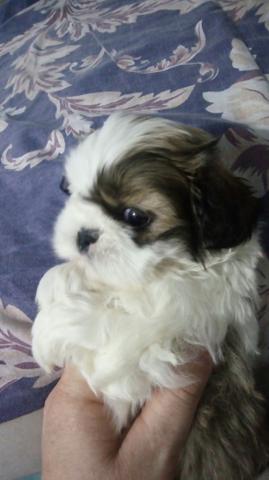 Machinho shih tzu