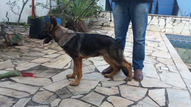 Pastor Alemão - Linhagem de Trabalho